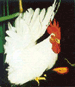ไก่แจ้สีขาว