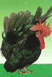 ไก่แจ้สีดำ