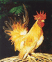 ไก่แจ้สีทอง