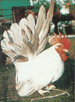 ไก่แจ้สีขาวหางดำ