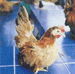ไก่แจ้ขนแกะ