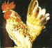 ไก่แจ้สีลายกระทอง